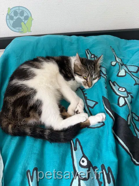 chatte lost    Strasbourg Kiwi