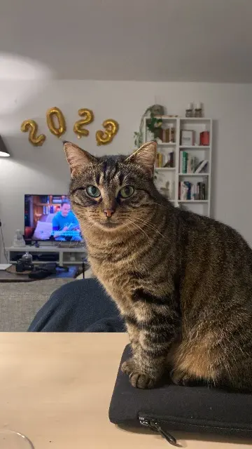 chatte lost    Strasbourg Luna