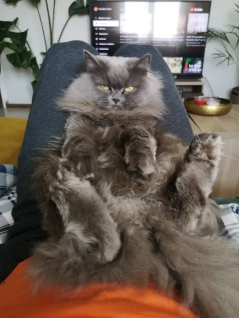 chatte lost    Strasbourg Maïa