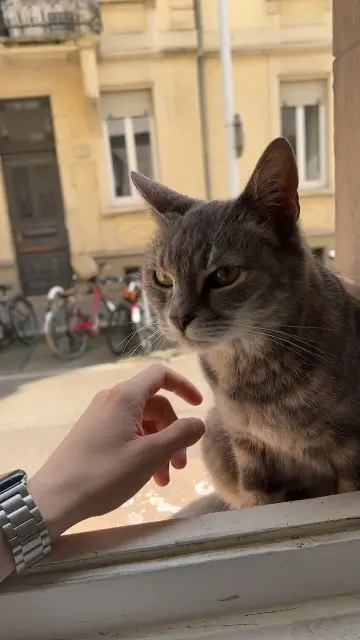 chatte lost    Strasbourg Minouche