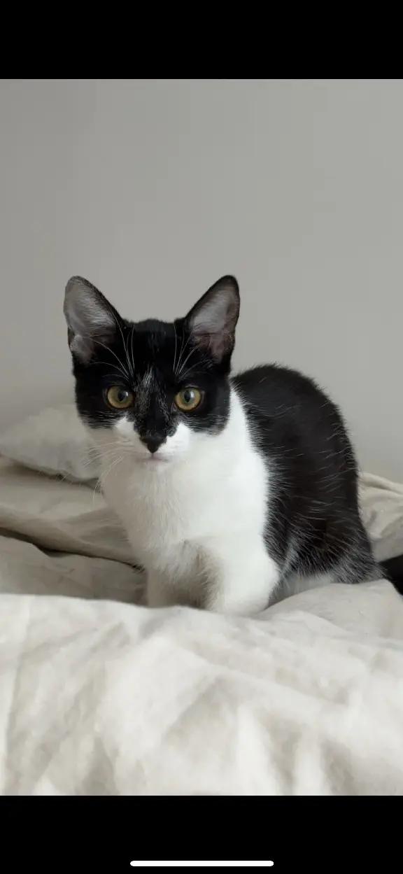 Chatte Perdue 67 Bas-Rhin Strasbourg - Mozza Chatte Perdue 67 Bas-Rhin Strasbourg - Mozza