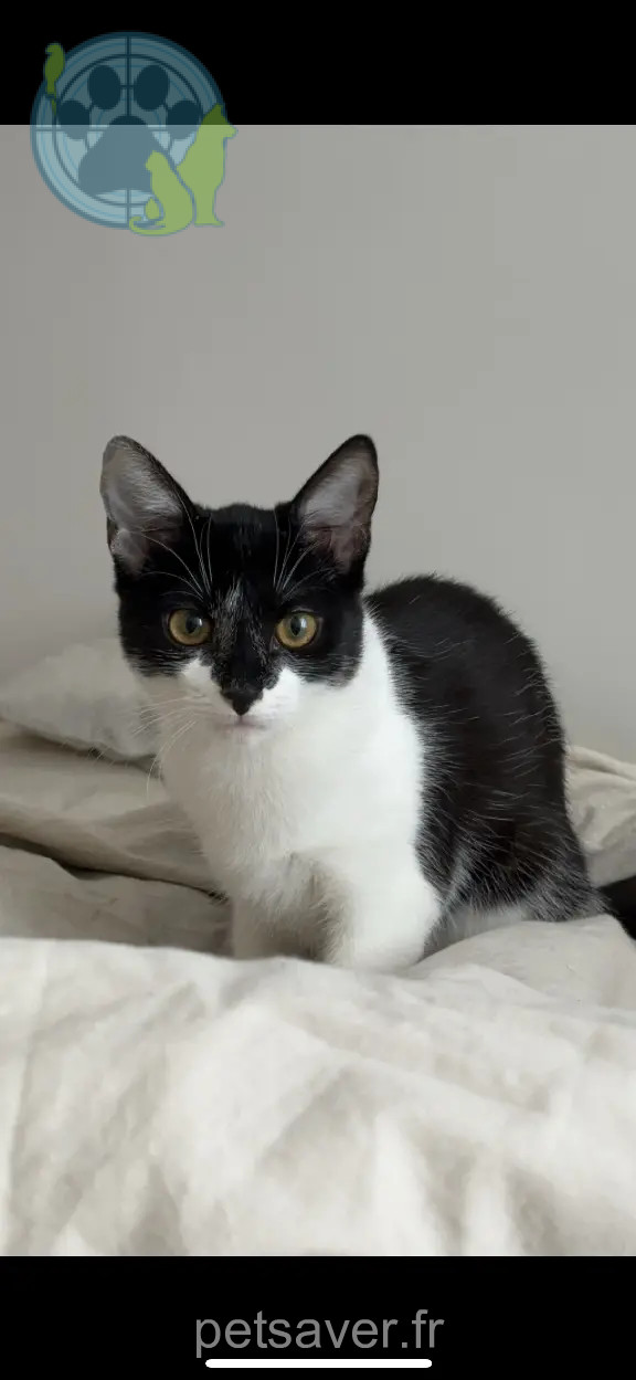 Chatte Perdue 67 Bas-Rhin Strasbourg - Mozza Chatte Perdue 67 Bas-Rhin Strasbourg - Mozza