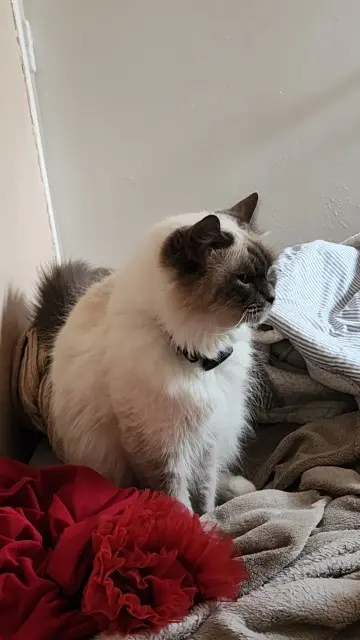 chatte lost    Strasbourg Pandora