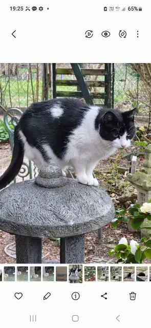 chatte lost    Strasbourg Poussy