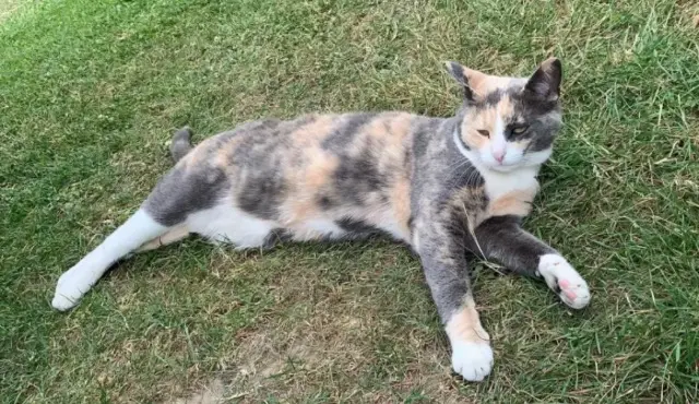 chatte lost    Strasbourg Tchika