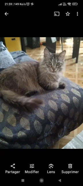 chatte lost    Strasbourg Vanille