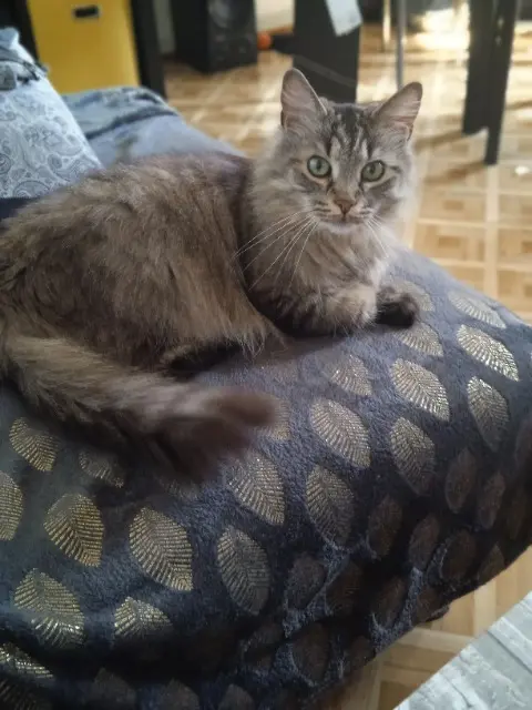 chatte lost    Strasbourg Vanille