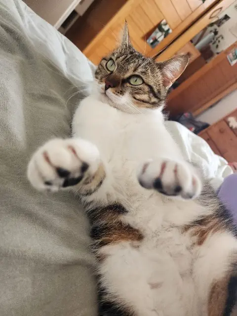 chatte lost    Strasbourg Victoire
