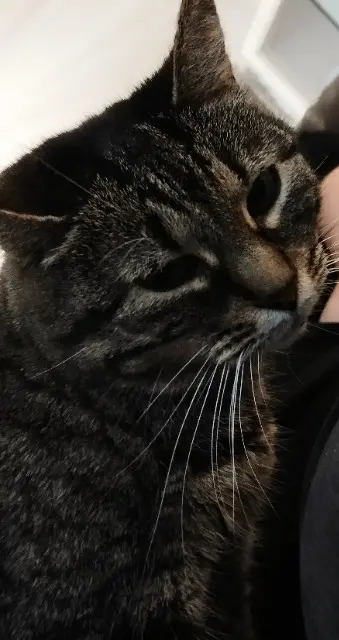 chatte lost   67190 Mollkirch Stéphanie Grillon