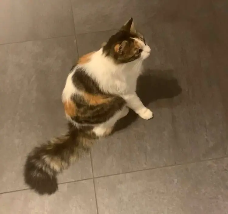 Chatte Perdue 67 Bas-Rhin - Swan Chatte Perdue 67 Bas-Rhin - Swan