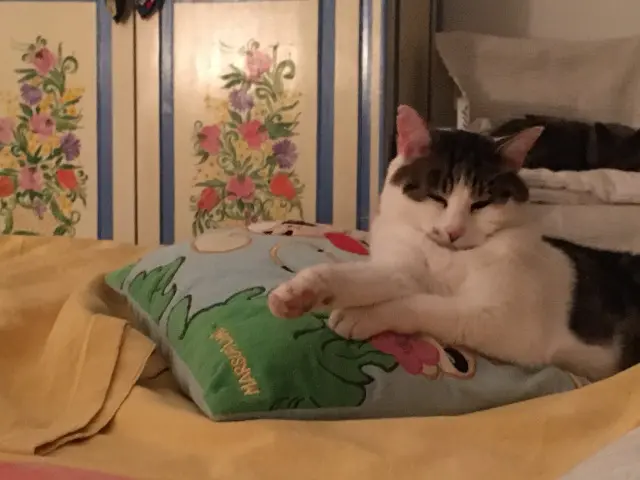 chatte lost   67670 Mommenheim Tac
