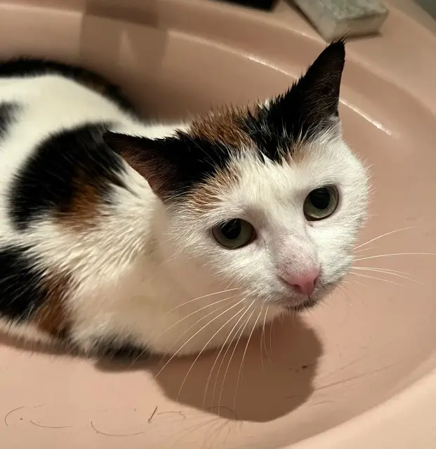 chatte lost   67310 Wasselonne Tama