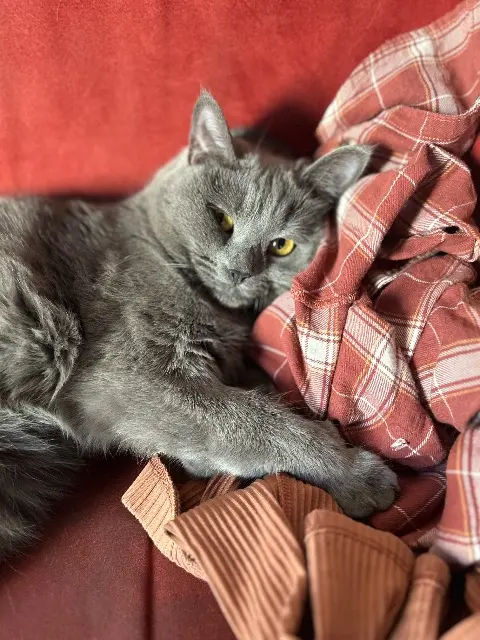 chatte lost   67800 Hœnheim Tara