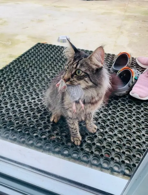 cat lost 67790 Steinbourg TIARA cat lost 67790 Steinbourg TIARA