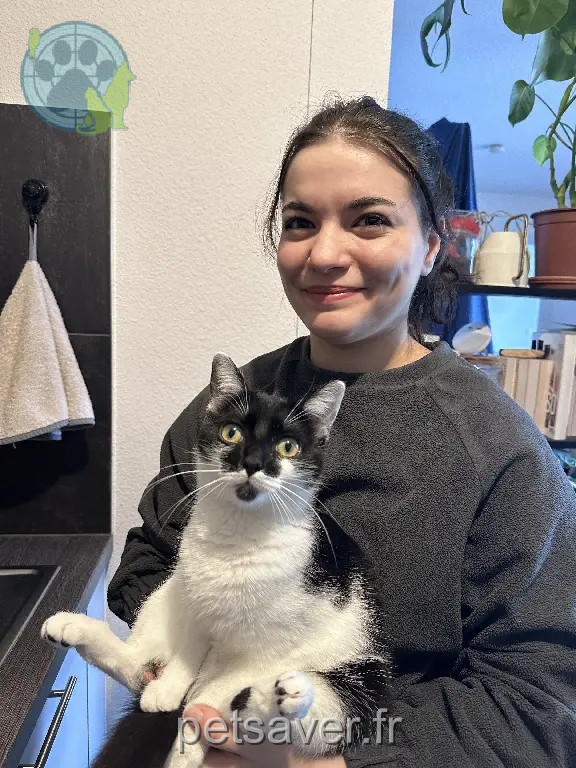 Chatte Perdue 67 Bas-Rhin - Uniko Chatte Perdue 67 Bas-Rhin - Uniko