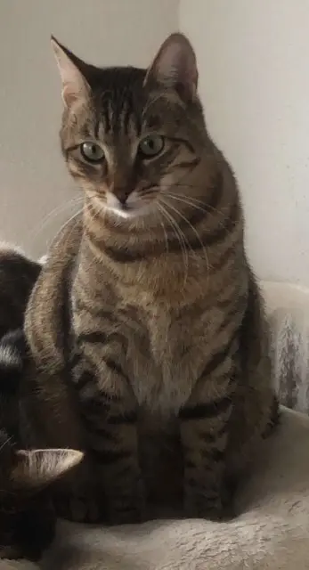 chatte lost   67204 Achenheim Vanille