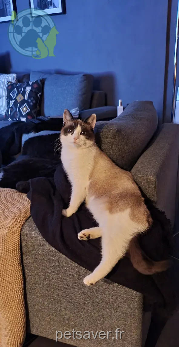 Chatte Perdue 67 Bas-Rhin - Vanille Chatte Perdue 67 Bas-Rhin - Vanille
