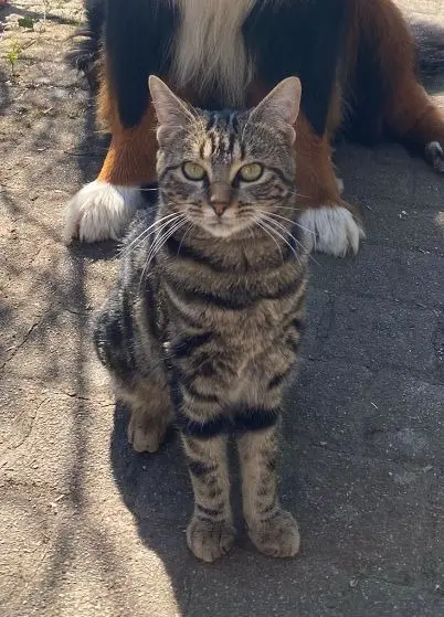 chatte lost   67640 Fegersheim Willow