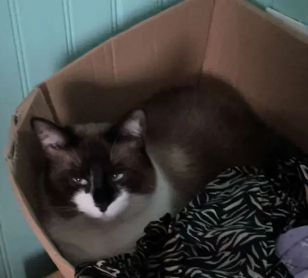 kat vermist Wingersheim les Quatre Bans Sweetie kat lost Wingersheim les Quatre Bans Sweetie