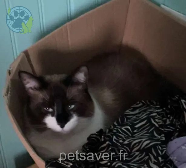 gata perdida Wingersheim les Quatre Bans Sweetie gata lost Wingersheim les Quatre Bans Sweetie