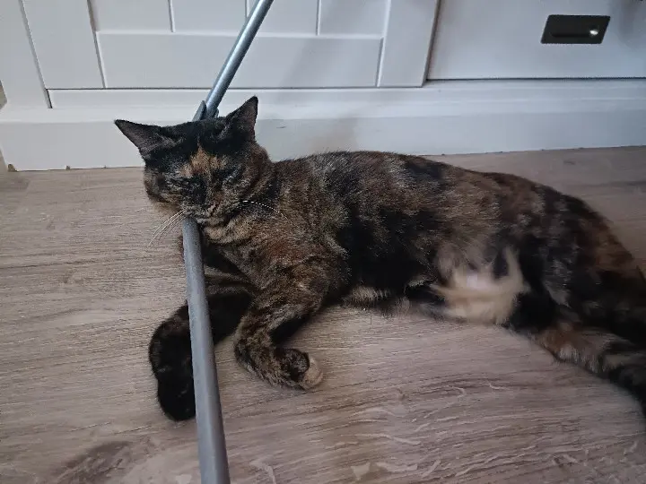 Chatte Perdue 67 Bas-Rhin - Xena Chatte Perdue 67 Bas-Rhin - Xena