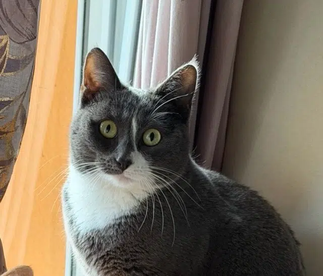 chatte lost   67260 Rimsdorf Xena