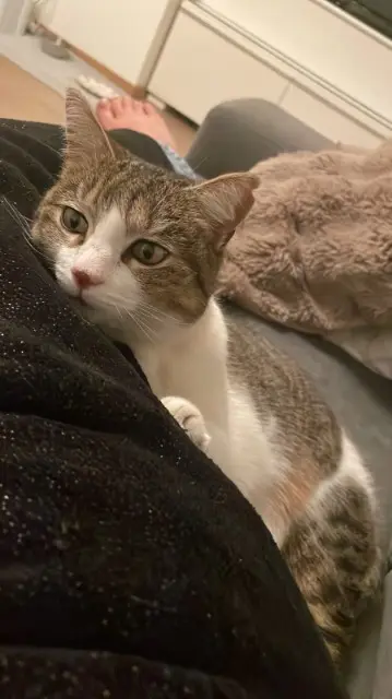 chatte lost   67120 Avolsheim Yumak