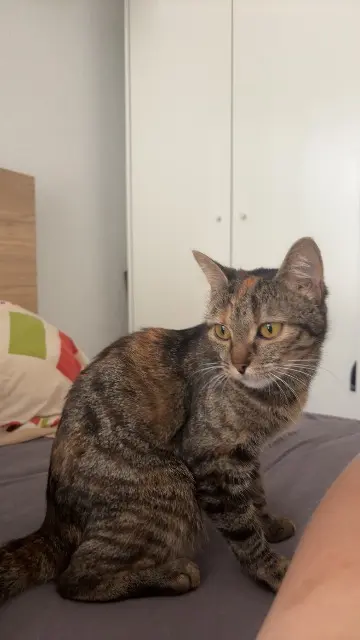 gata lost   67800 Hœnheim Zia