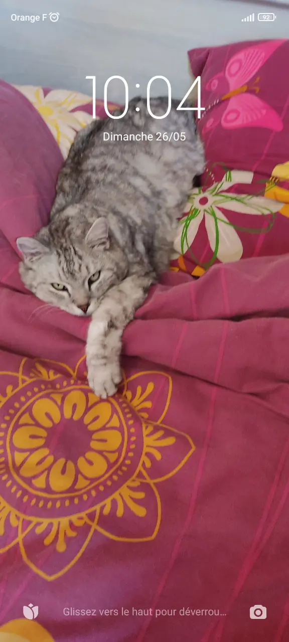 Chatte Perdue 67 Bas-Rhin - Ziva-surnom-mimi Chatte Perdue 67 Bas-Rhin - Ziva-surnom-mimi
