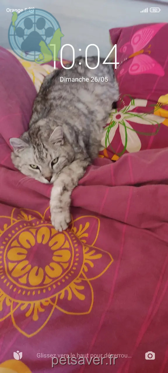 Chatte Perdue 67 Bas-Rhin - Ziva-surnom-mimi Chatte Perdue 67 Bas-Rhin - Ziva-surnom-mimi