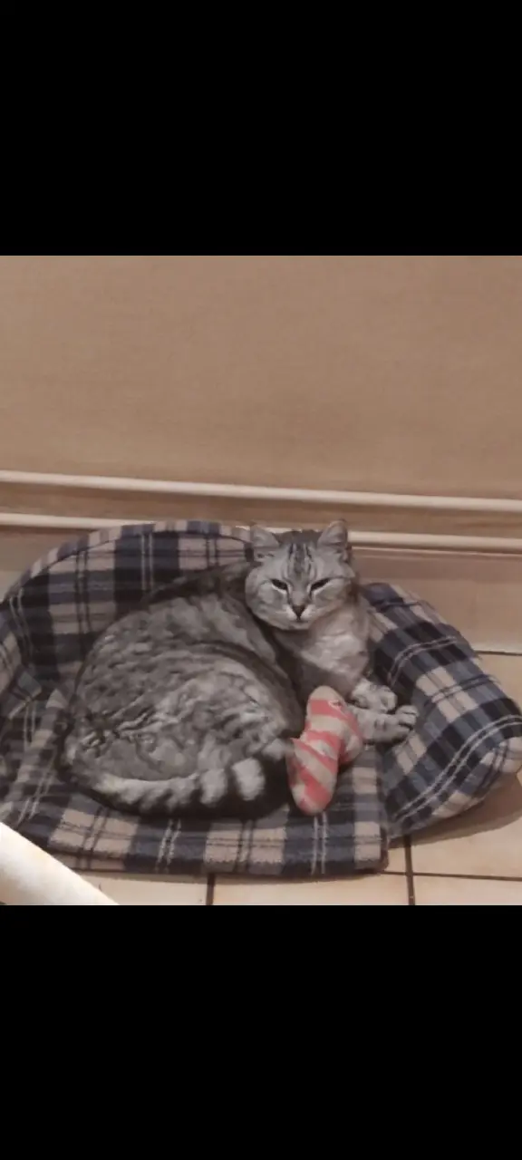 Chatte Perdue 67 Bas-Rhin - Ziva-surnom-mimi Chatte Perdue 67 Bas-Rhin - Ziva-surnom-mimi