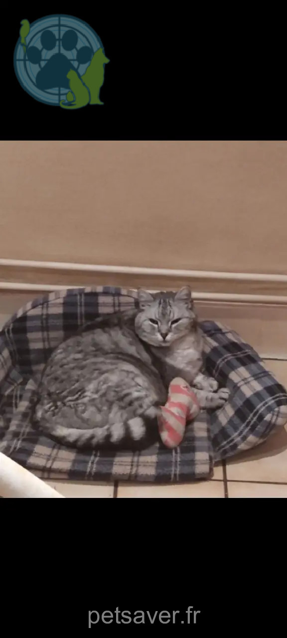 Chatte Perdue 67 Bas-Rhin - Ziva-surnom-mimi Chatte Perdue 67 Bas-Rhin - Ziva-surnom-mimi