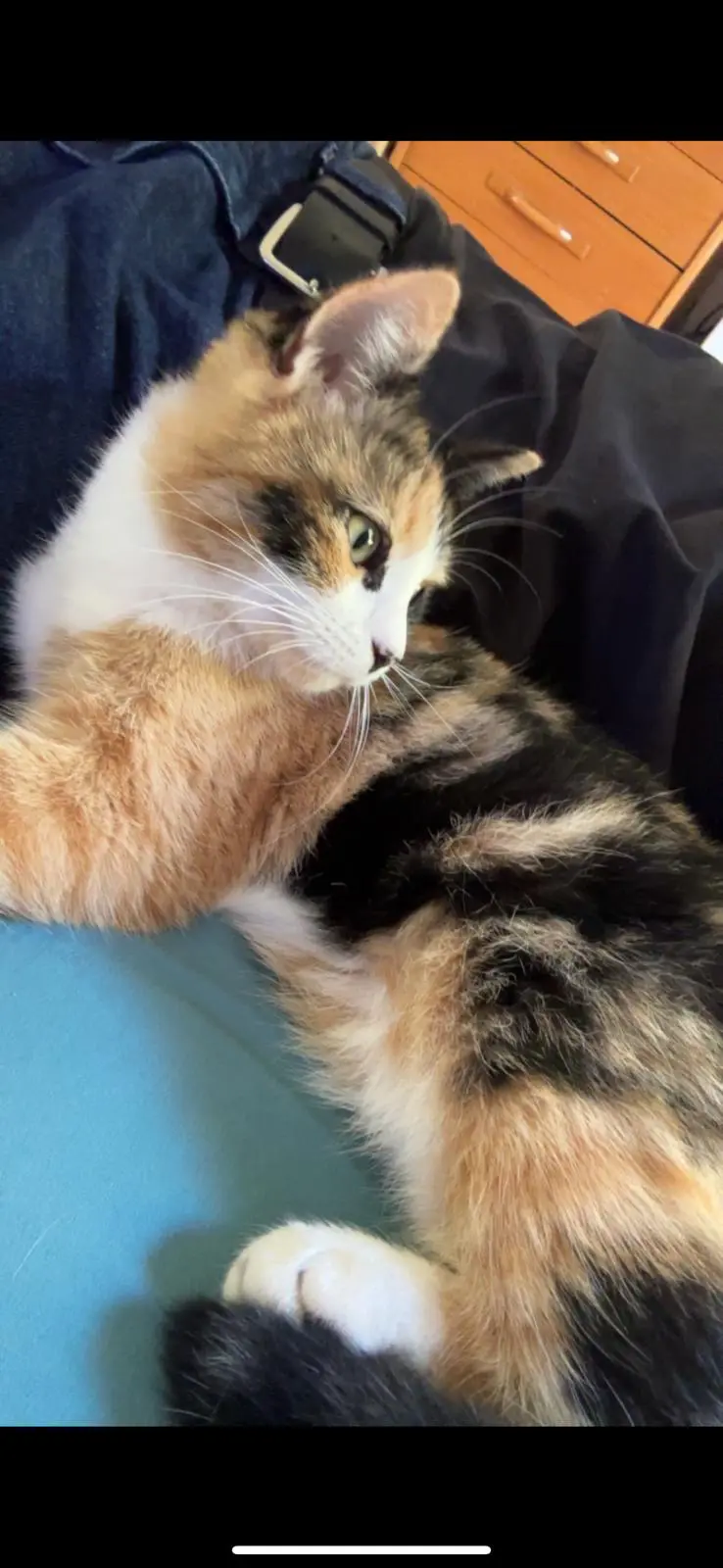 Chatte Perdue 67 Bas-Rhin - Zorah Chatte Perdue 67 Bas-Rhin - Zorah