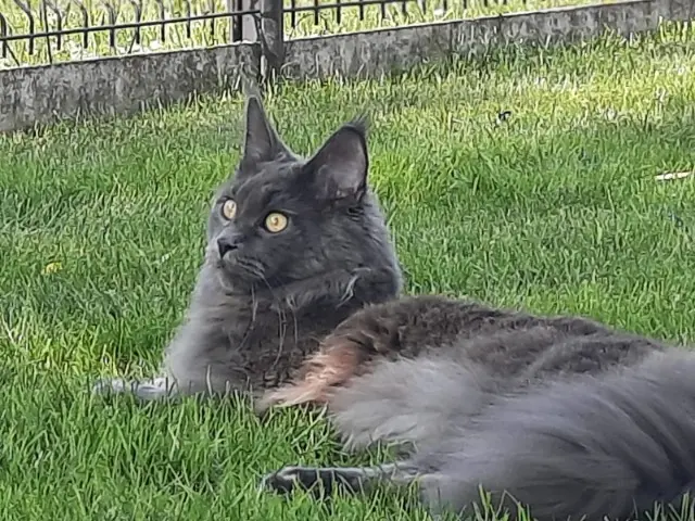 chatte lost   67120 Dachstein Zélia