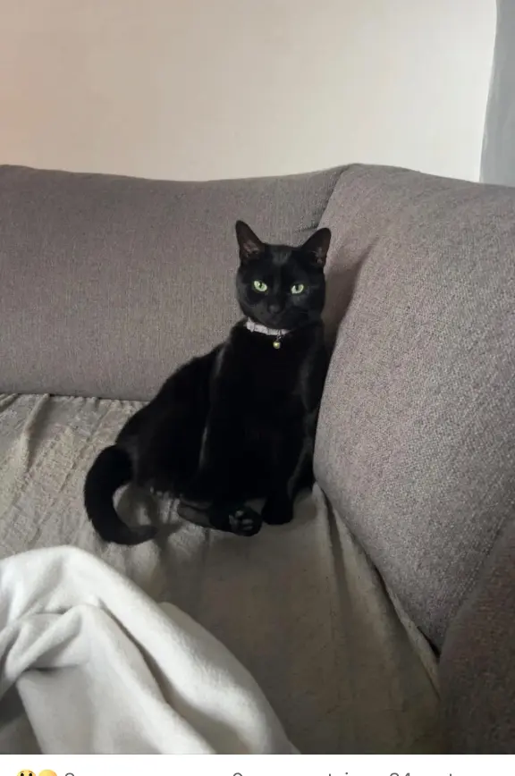 Chatte Perdue 67 Bas-Rhin Chatte Perdue 67 Bas-Rhin