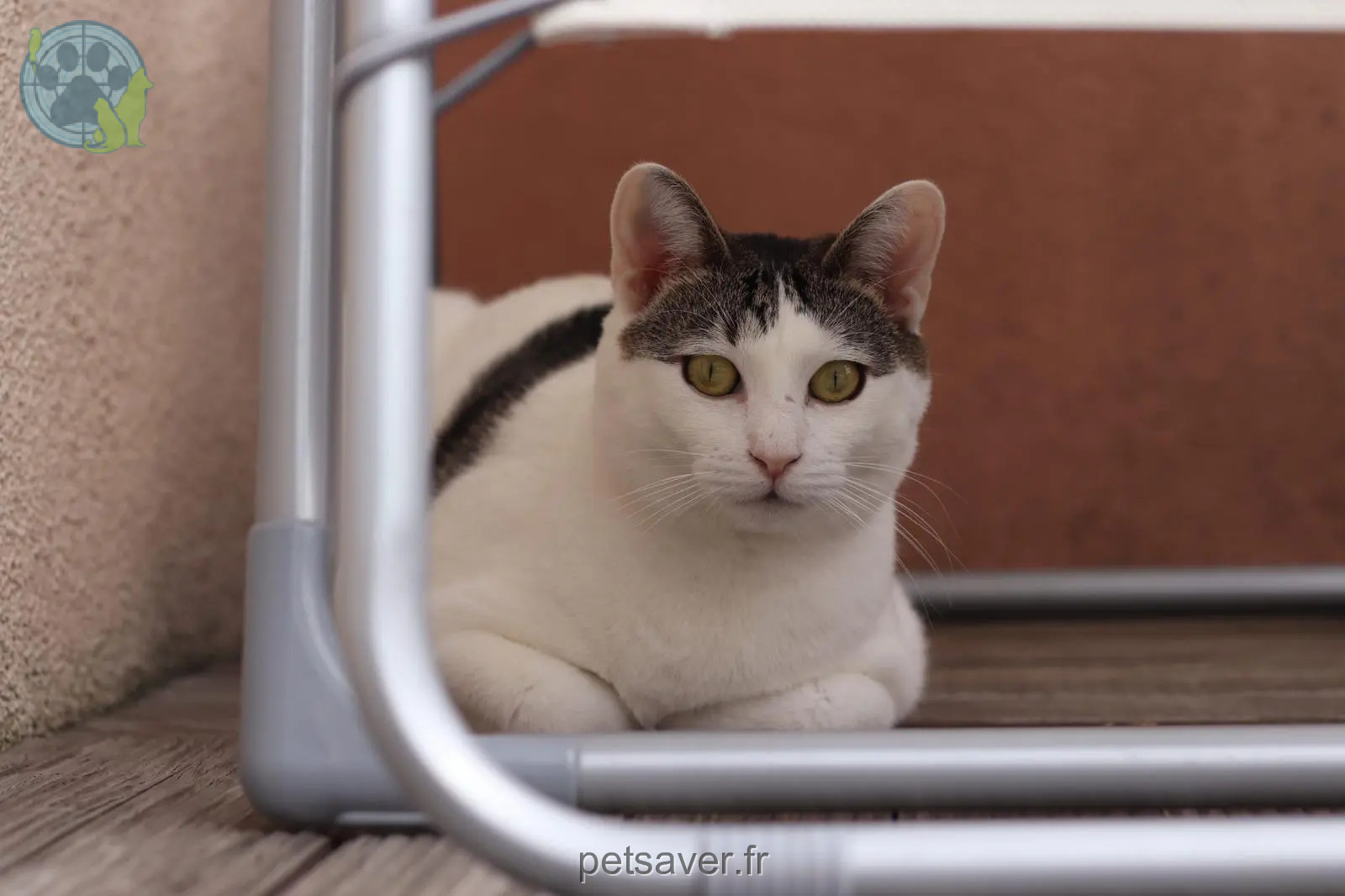 Chatte Perdue 67 Bas-Rhin Chatte Perdue 67 Bas-Rhin