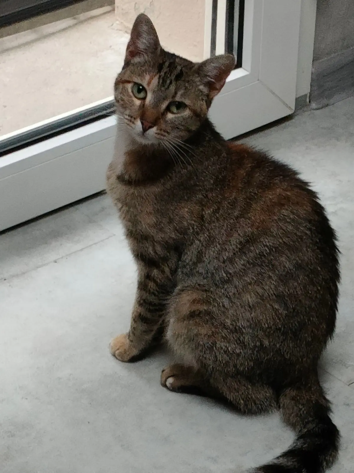 Chatte Perdue 67 Bas-Rhin Chatte Perdue 67 Bas-Rhin