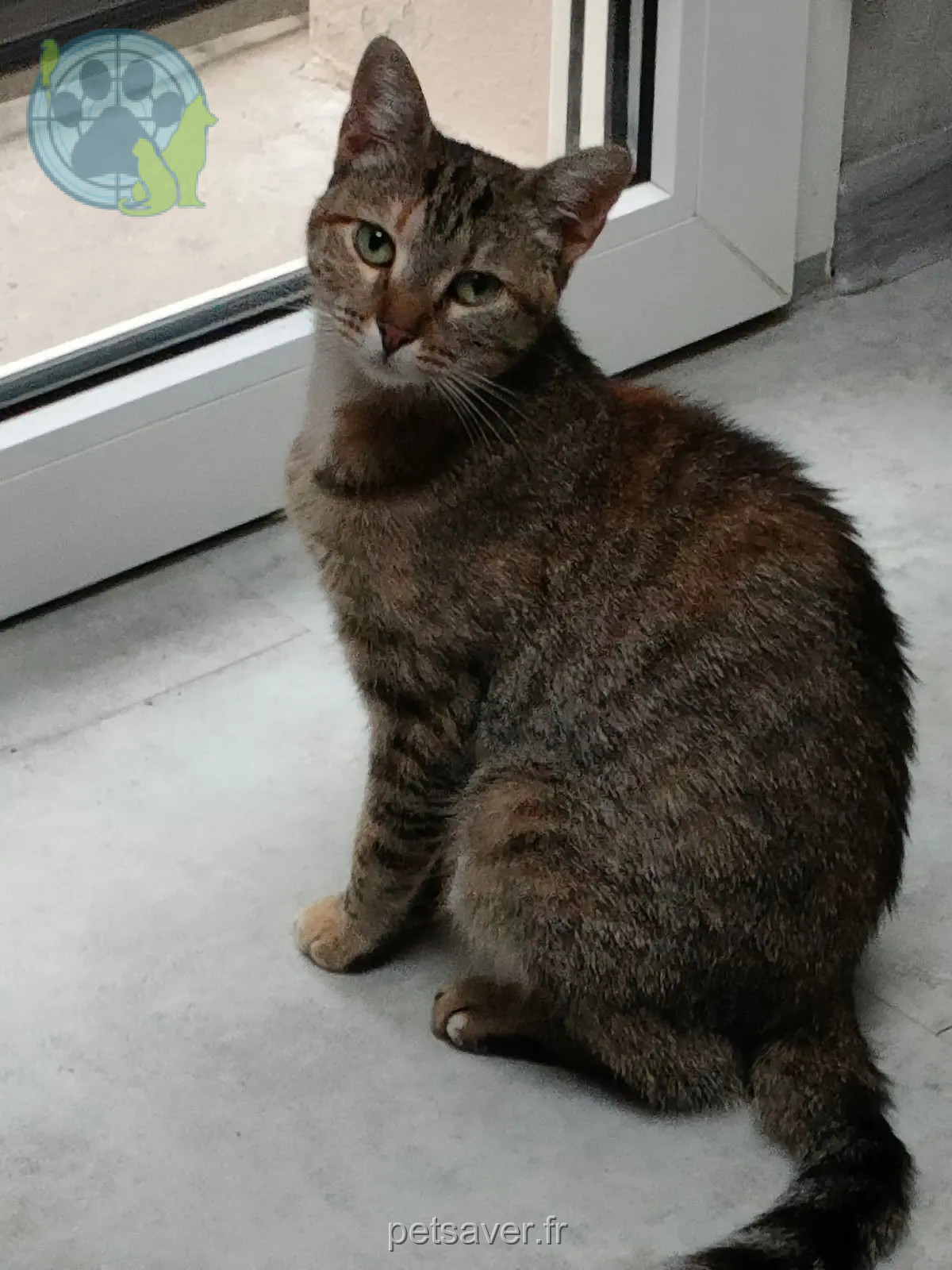 Chatte Perdue 67 Bas-Rhin Chatte Perdue 67 Bas-Rhin