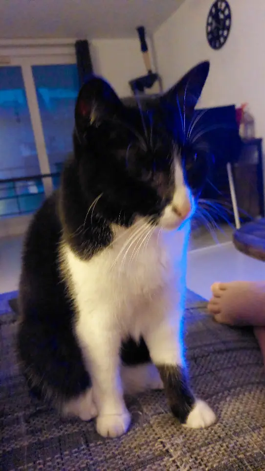 Chatte Perdue 67 Bas-Rhin Chatte Perdue 67 Bas-Rhin