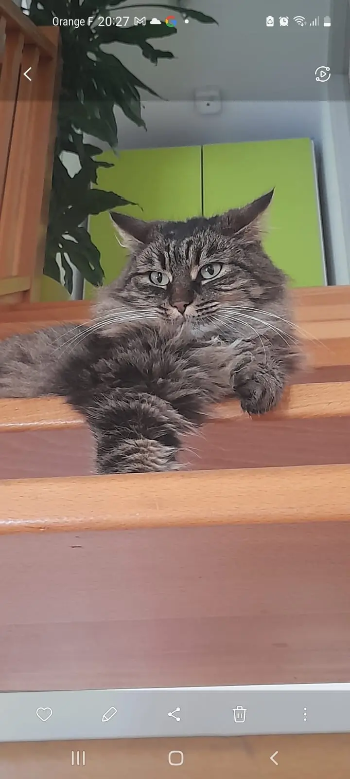 Chatte Perdue 68 Alto Rin - Shama Chatte Perdue 68 Alto Rin - Shama