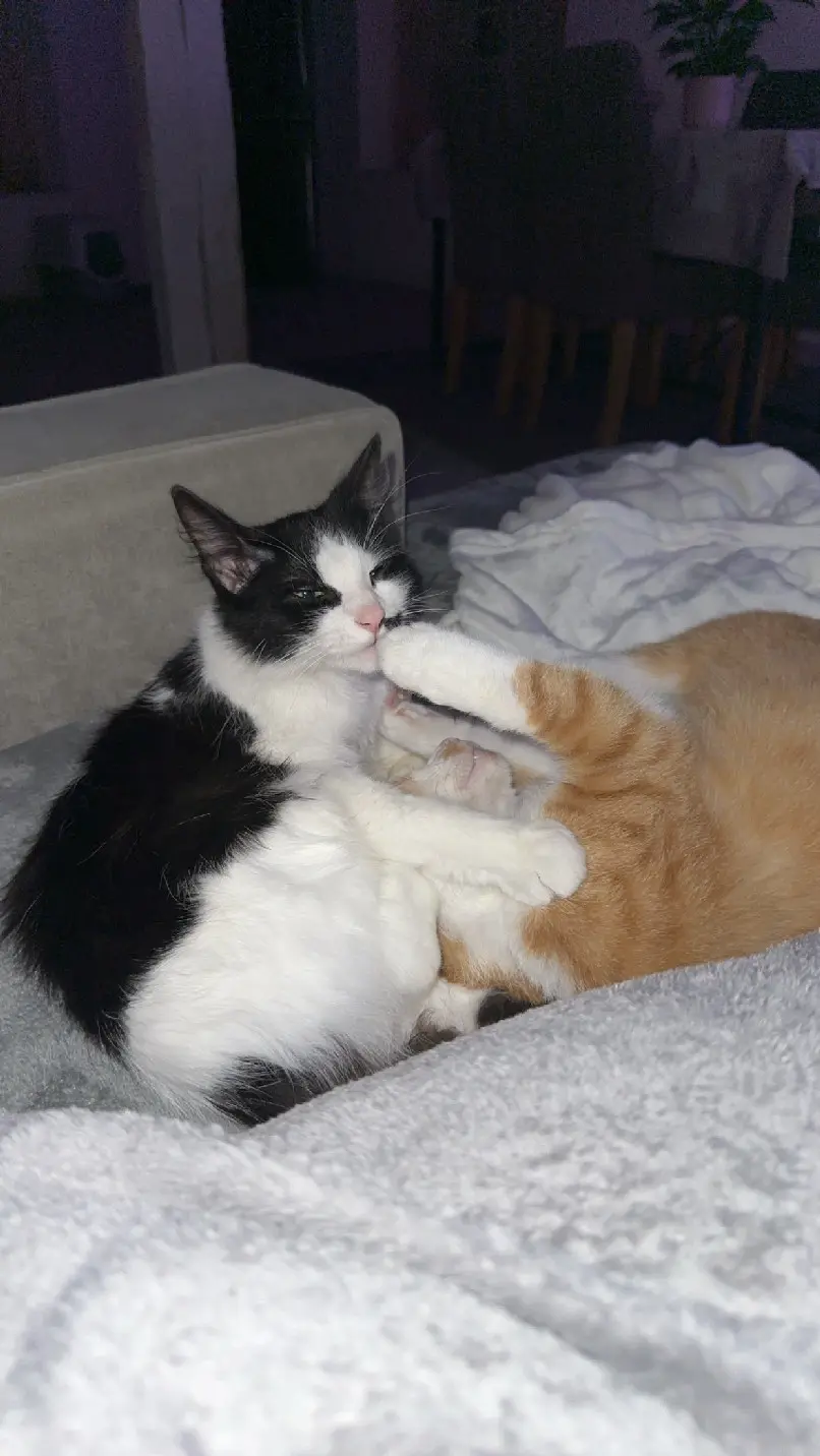 Chatte Perdue 68 Haut-Rhin Chatte Perdue 68 Haut-Rhin