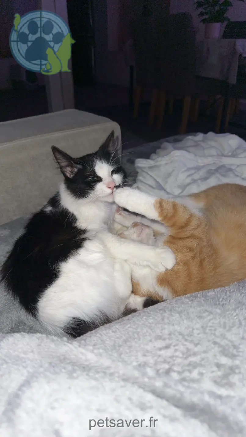 Chatte Perdue 68 Haut-Rhin Chatte Perdue 68 Haut-Rhin