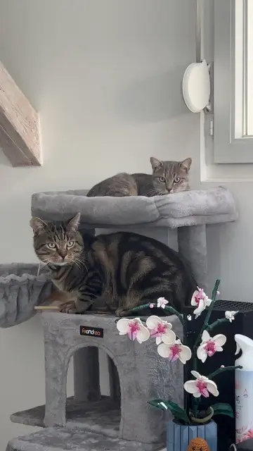 chatte lost   68700 Cernay Adèle