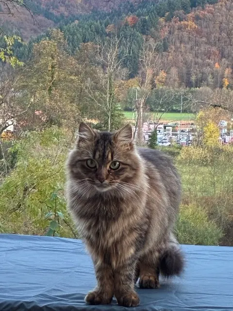 chatte lost   68230 Walbach Akira