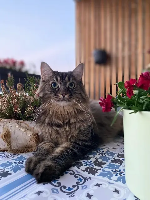 chatte lost   68510 Sierentz Amande