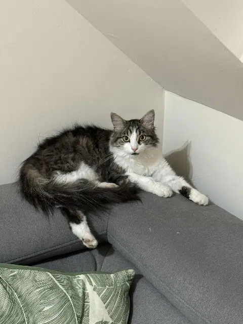 chatte lost   68890 Meyenheim Amy