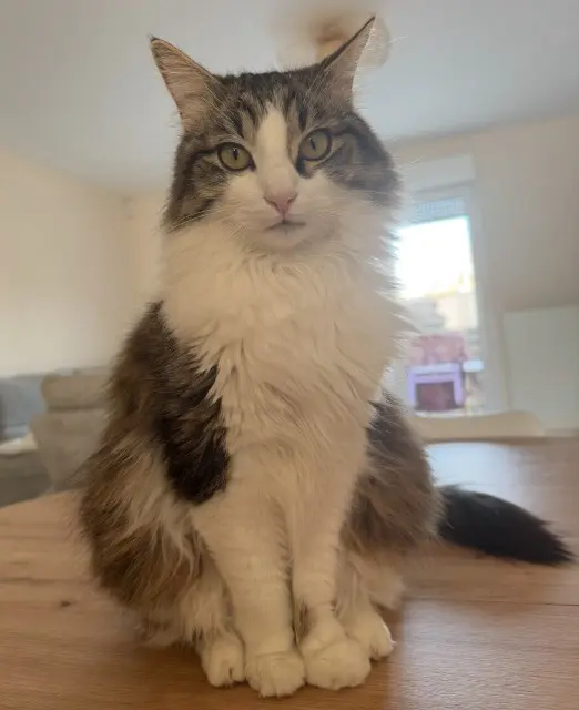 chatte lost   68890 Meyenheim Amy