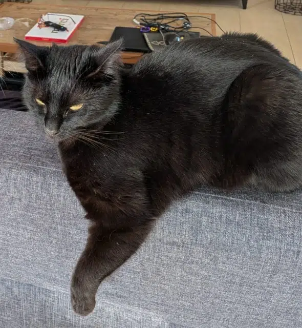 chatte lost   68280 Appenwihr Ana