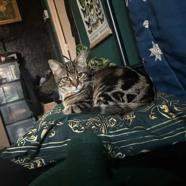 chatte lost   68040 Ingersheim Andy