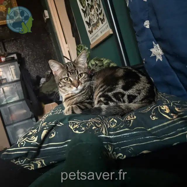 Katze vermisst 68040 Ingersheim Andy Katze lost 68040 Ingersheim Andy